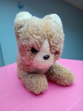 メス猫の名前は外国語で。フランス語で子猫ちゃんとはなんという?