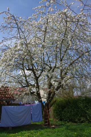 フランス語の花と花言葉一覧!どこよりも探しやすい決定版を作ったよ